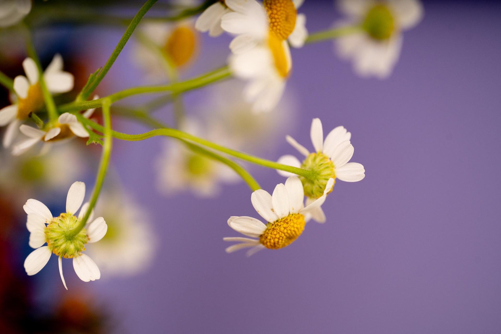 Lavender Skies - Mindfulness Chamomile Flower Photo Print, Meditation Space Wall Art, Calming Photography