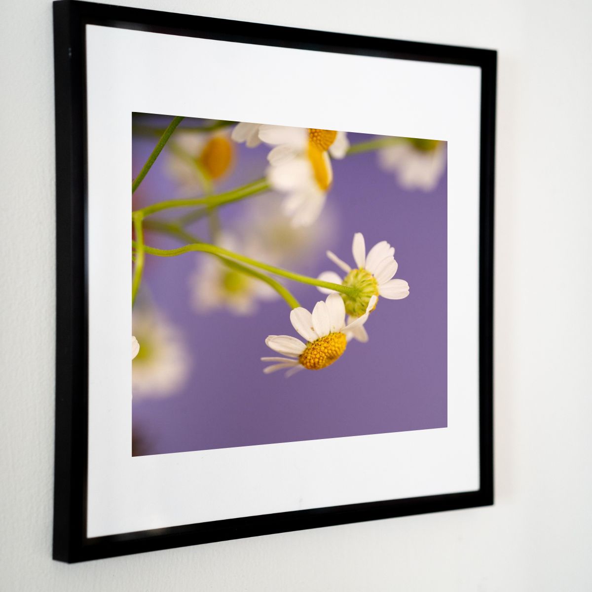 Lavender Skies - Mindfulness Chamomile Flower Photo Print, Meditation Space Wall Art, Calming Photography