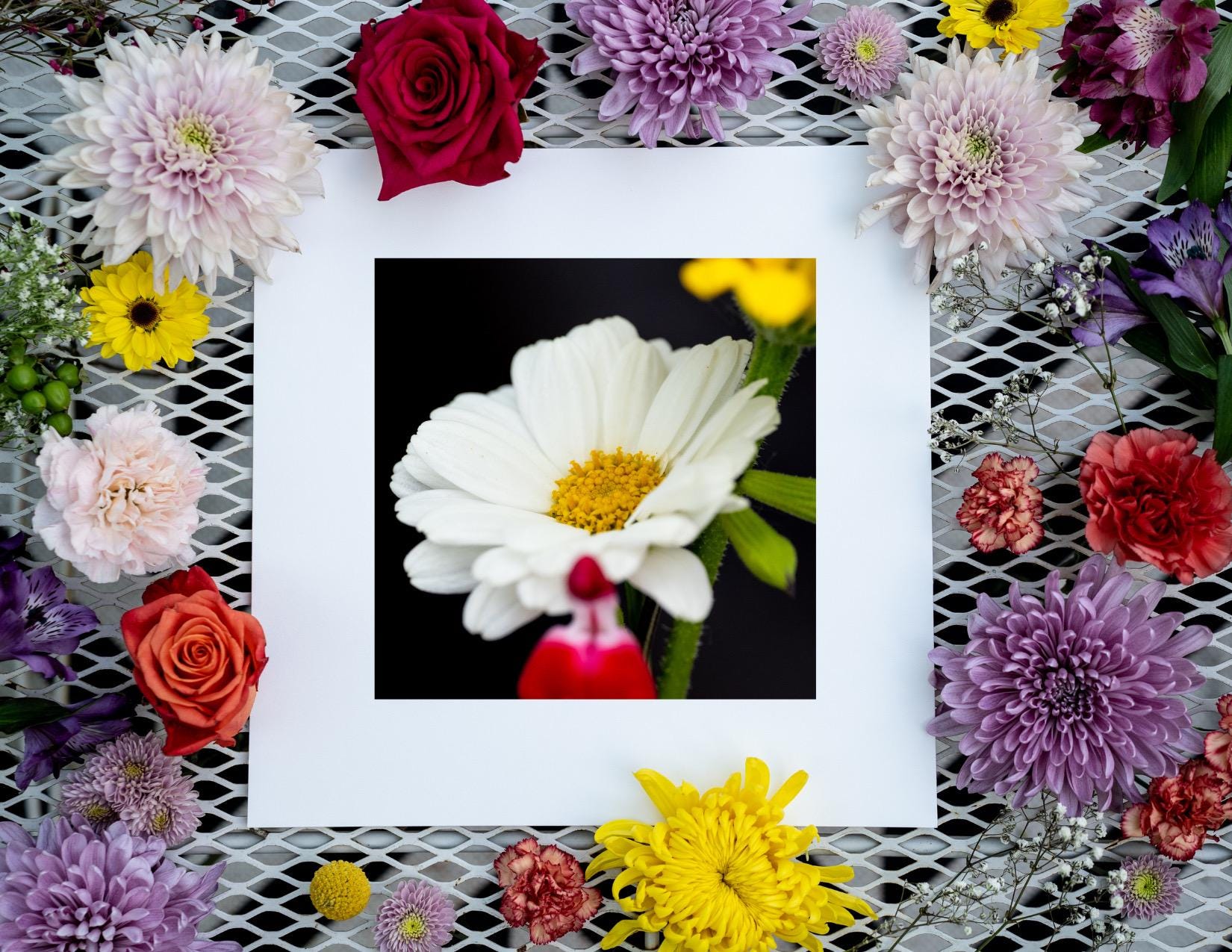 Matted White Wildflower Macro Photography Print – Elegant Floral Fine Art, Macro Flower Photography, Nature Home Decor, Office Art Print