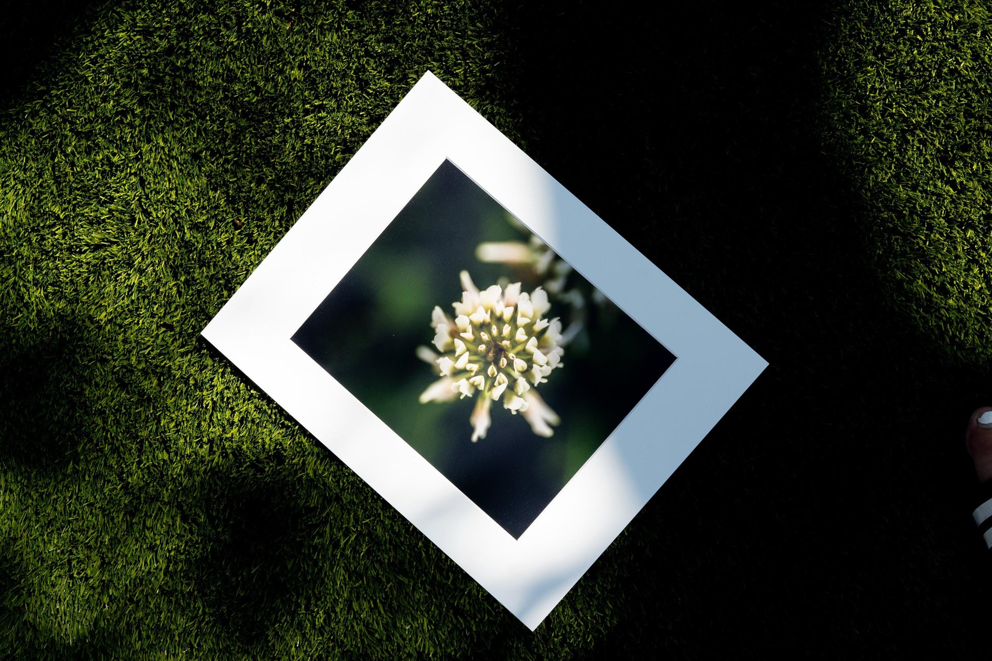 Clover Blossom Macro Photography Print - Serene Garden Art Scene, Nature-Inspired Fine Art, Minimalist Floral Wall Decor