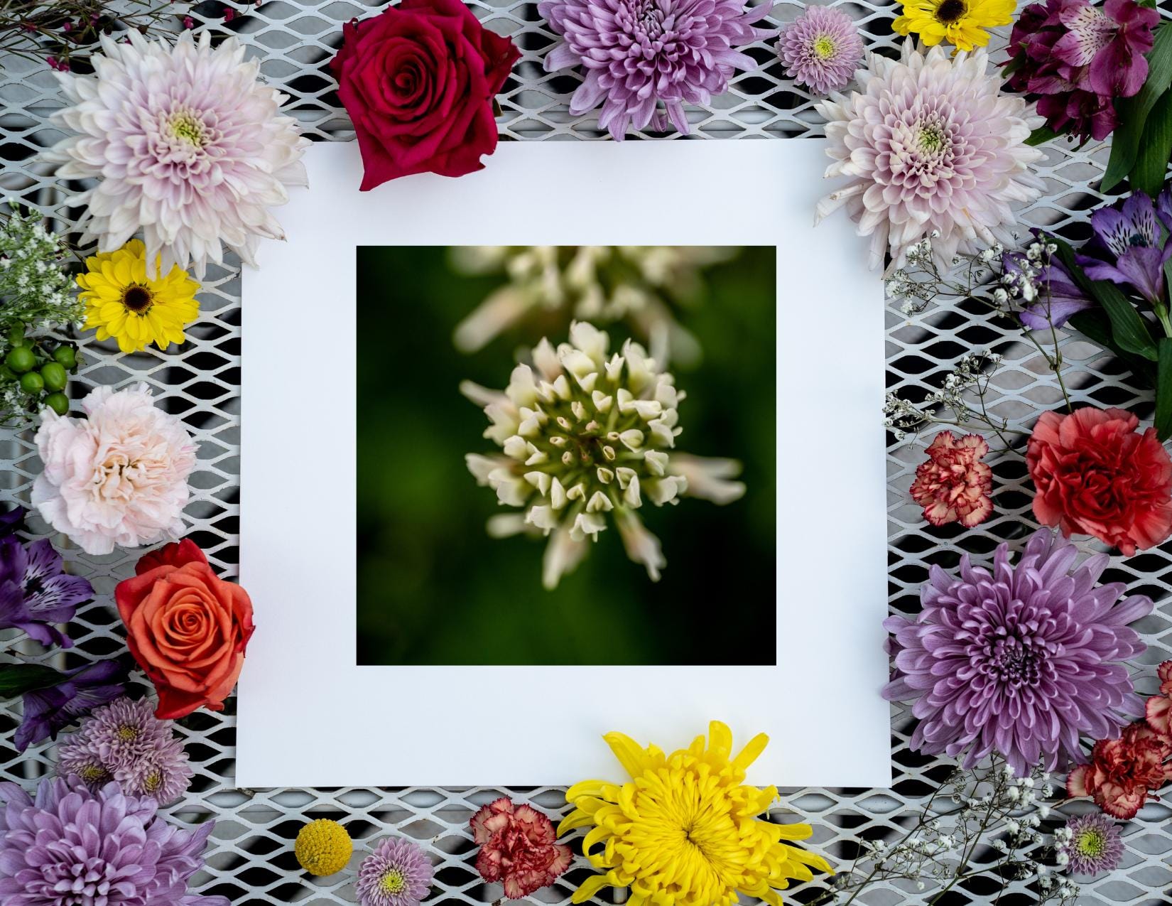 Clover Blossom Macro Photography Print - Serene Garden Art Scene, Nature-Inspired Fine Art, Minimalist Floral Wall Decor