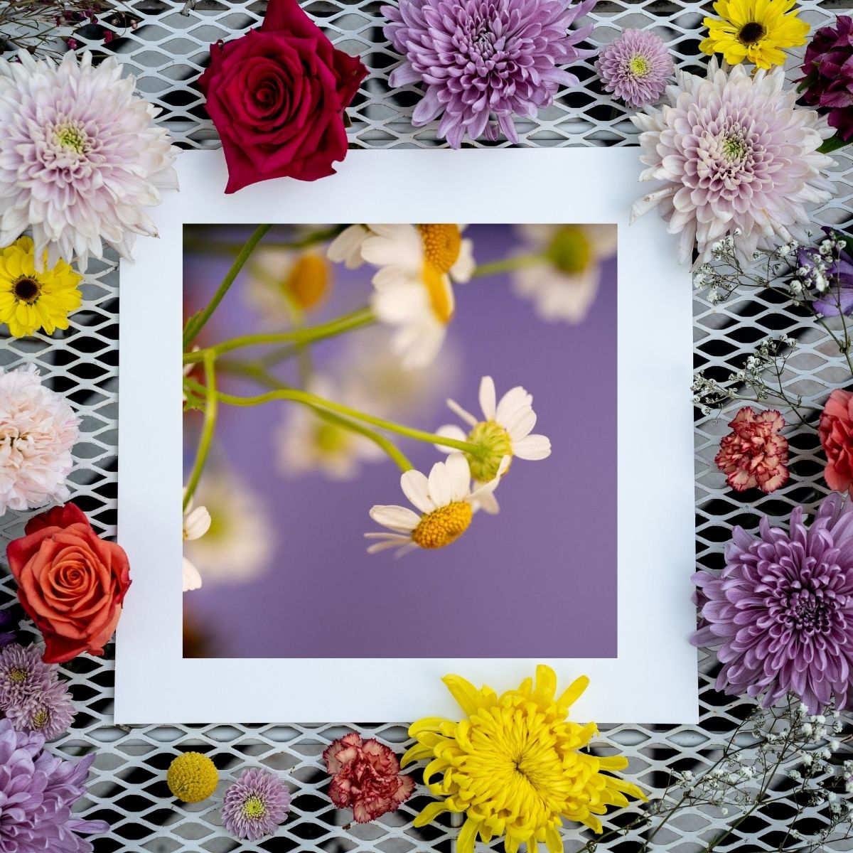 Lavender Skies - Mindfulness Chamomile Flower Photo Print, Meditation Space Wall Art, Calming Photography