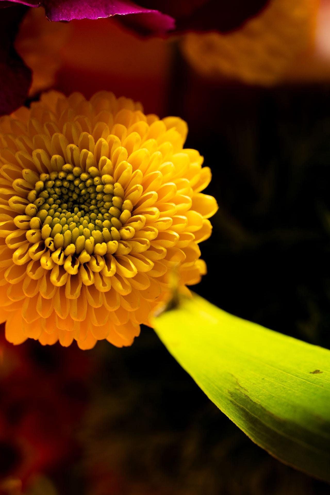 Be Someone’s Sunshine – Vibrant Yellow Chrysanthemum Art Print, Textured Macro Photography, Elegant Colorful Home Decor
