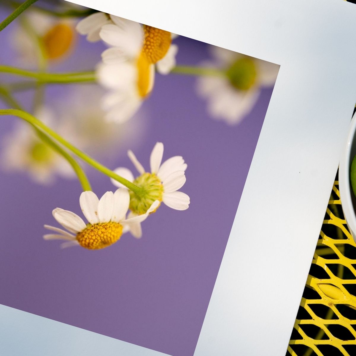 Lavender Skies - Mindfulness Chamomile Flower Photo Print, Meditation Space Wall Art, Calming Photography