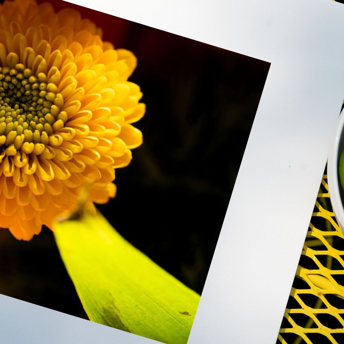 Be Someone’s Sunshine – Vibrant Yellow Chrysanthemum Art Print, Textured Macro Photography, Elegant Colorful Home Decor