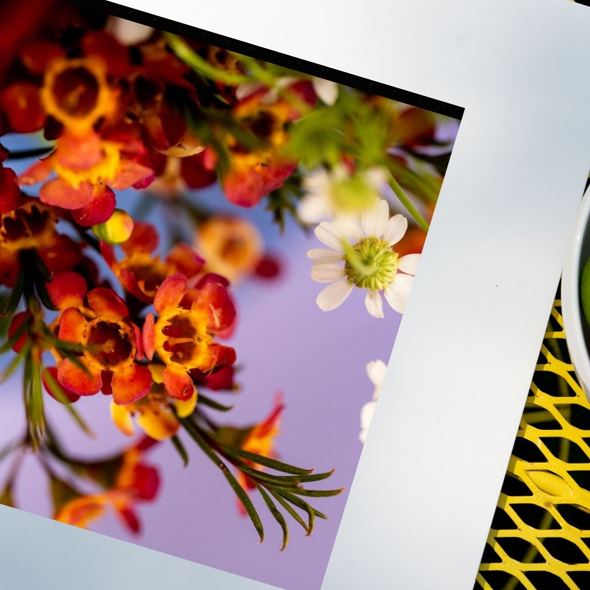 Abounding Blooms - Macro Photography Vibrant Happy Flower Art Print