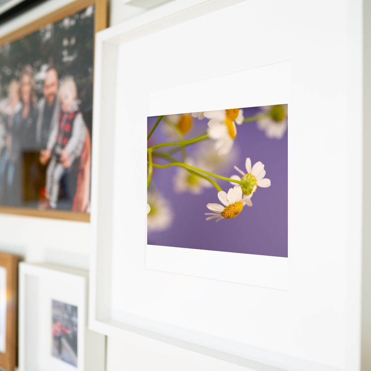 Lavender Skies - Mindfulness Chamomile Flower Photo Print, Meditation Space Wall Art, Calming Photography