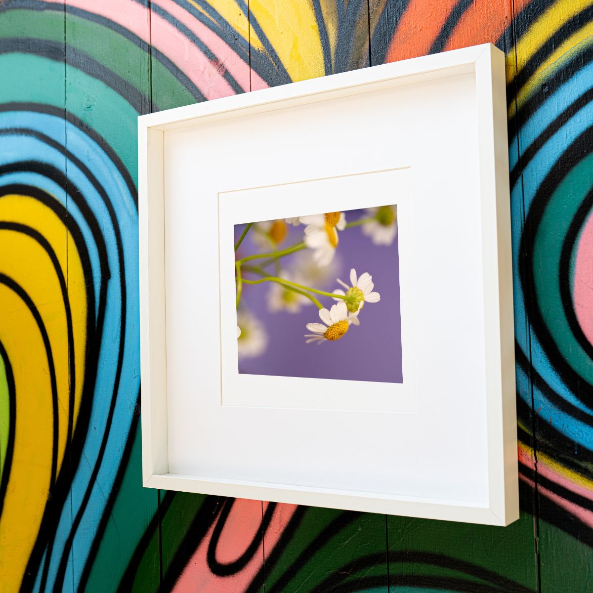 Lavender Skies - Mindfulness Chamomile Flower Photo Print, Meditation Space Wall Art, Calming Photography