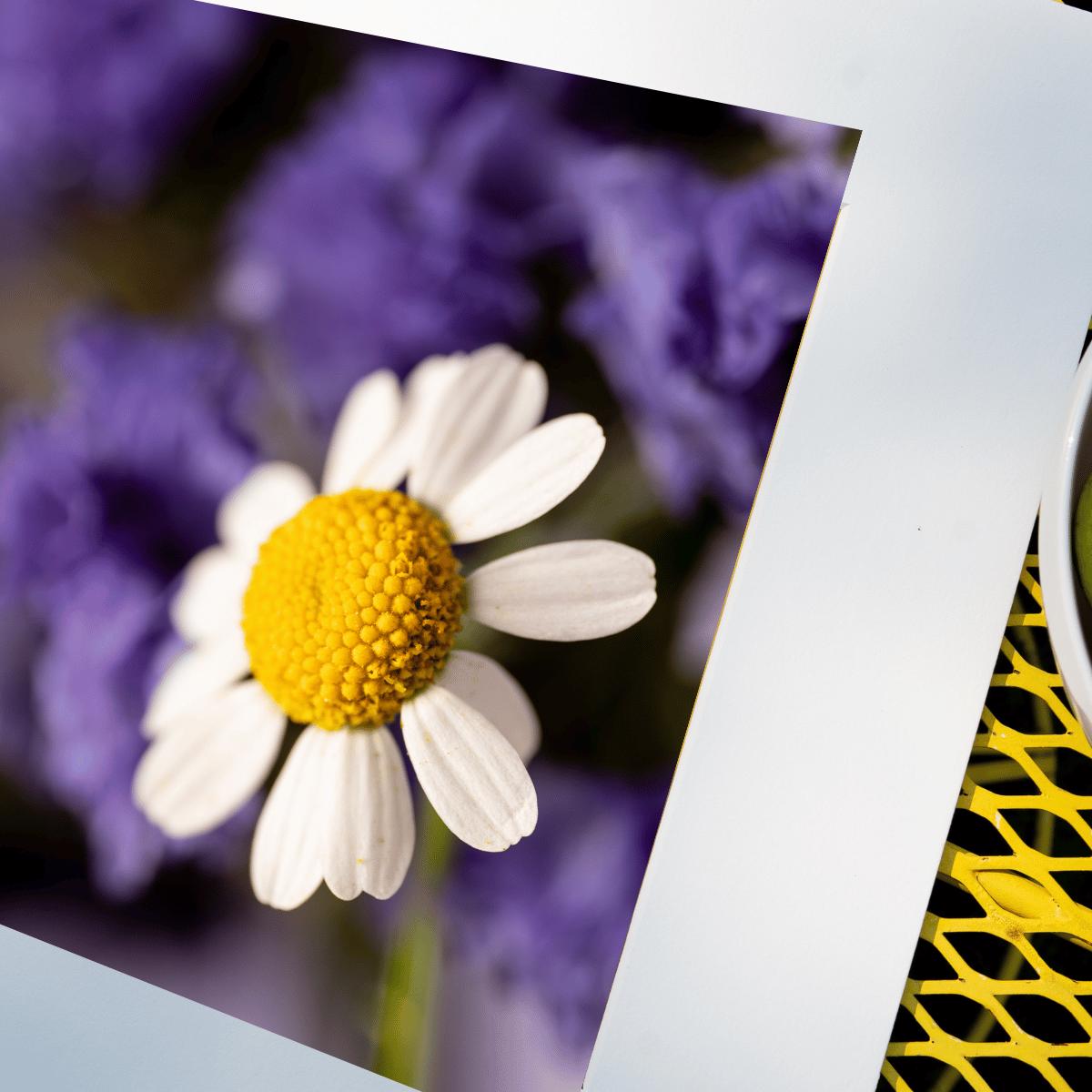 Delicate Daisy Macro Photography Print | Fine Art Floral Wall Decor | Nature-Inspired Botanical Print