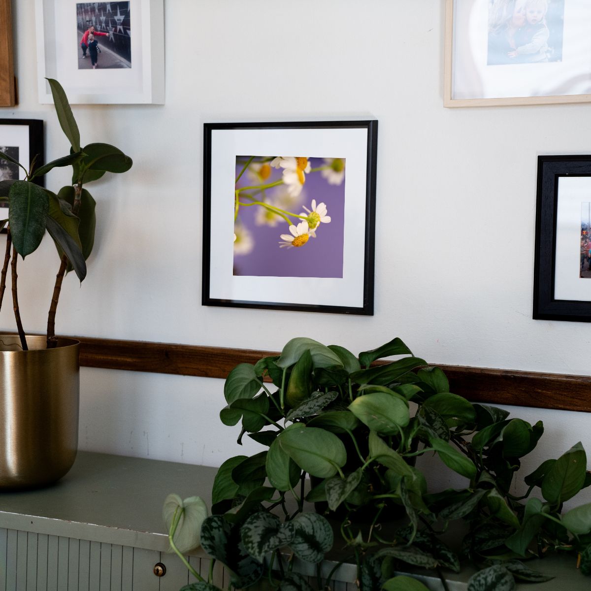 Lavender Skies - Mindfulness Chamomile Flower Photo Print, Meditation Space Wall Art, Calming Photography