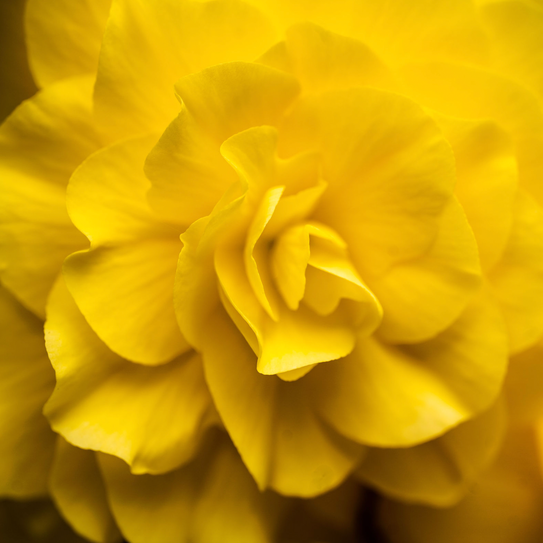 Back Yard Beauties 2024