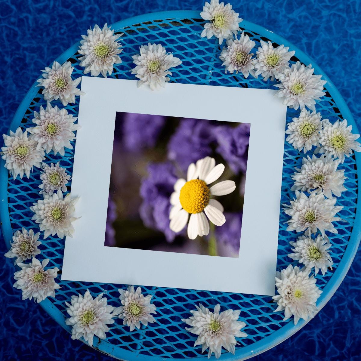 Delicate Daisy Macro Photography Print | Fine Art Floral Wall Decor | Nature-Inspired Botanical Print