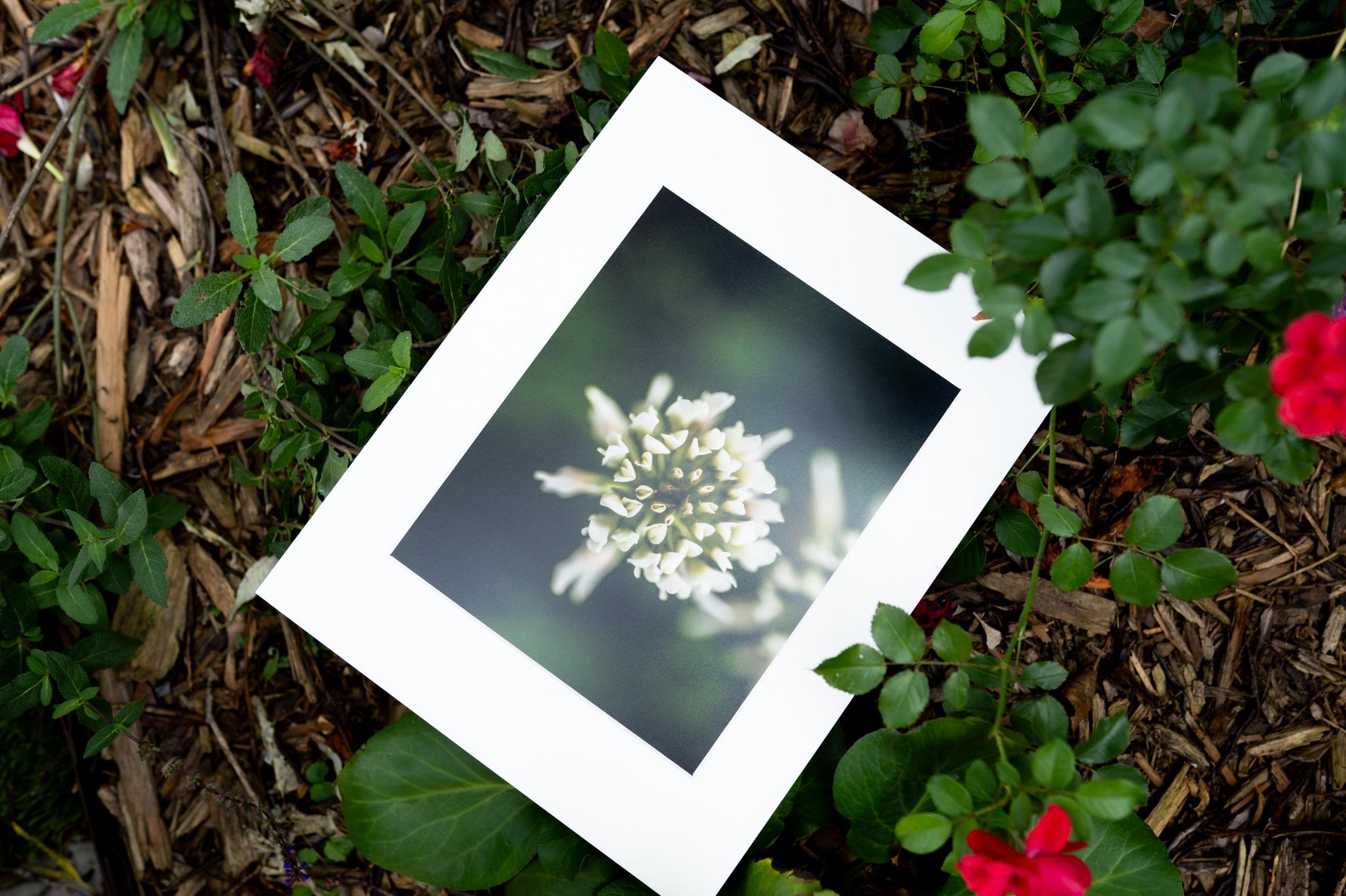 Clover Blossom Macro Photography Print - Serene Garden Art Scene, Nature-Inspired Fine Art, Minimalist Floral Wall Decor