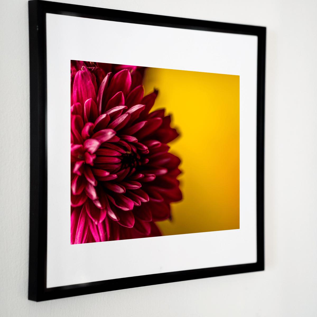 Bold Dahlia Macro Photography Print | Fine Art Floral Wall Decor | Vibrant Botanical Nature Print