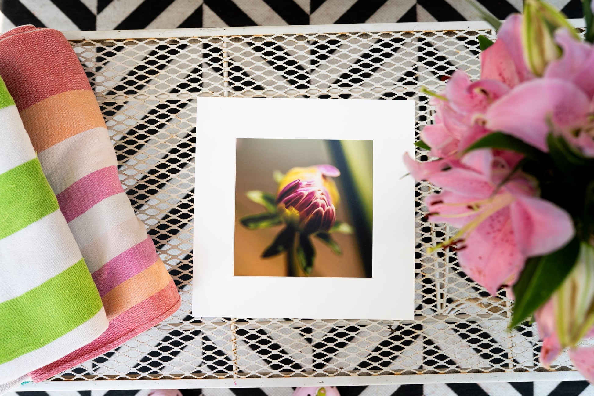 A fine art photography print featuring a close-up of a chrysanthemum bud beginning to bloom. The vibrant purple and yellow hues contrast against a soft, blurred background, capturing the beauty of nature in its early stages of flowering