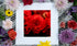Red Begonia Flower Print: Romantic Floral Photography