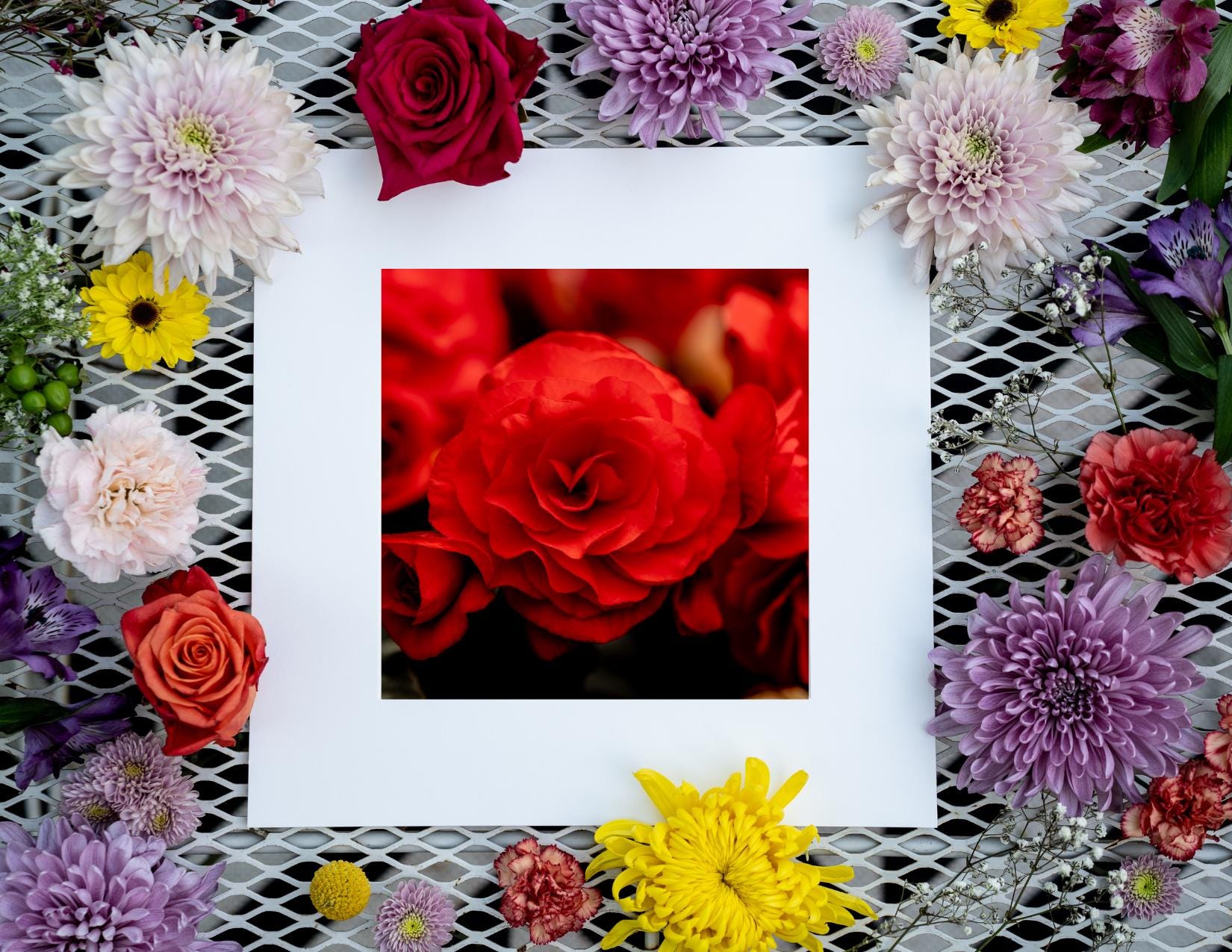Red Begonia Flower Print: Romantic Floral Photography
