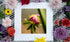 A close-up fine art print of a vibrant, partially opened flower bud with a blurred background, surrounded by an assortment of colorful flowers. The print is displayed on a white mat, adding elegance to the botanical composition