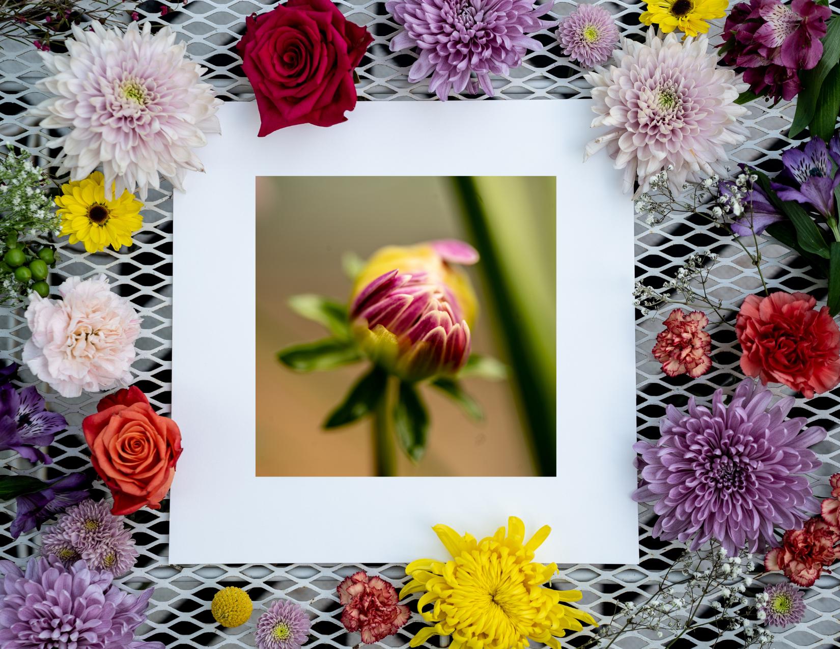 A close-up fine art print of a vibrant, partially opened flower bud with a blurred background, surrounded by an assortment of colorful flowers. The print is displayed on a white mat, adding elegance to the botanical composition