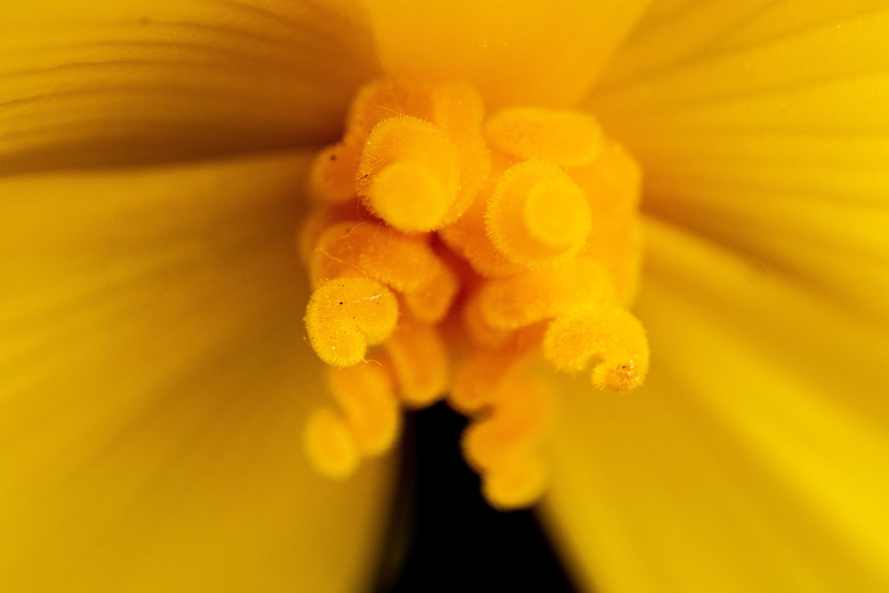 Yellow Burst - Yellow Flower Fine Art Print