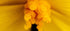 Yellow Burst - Yellow Flower Fine Art Print