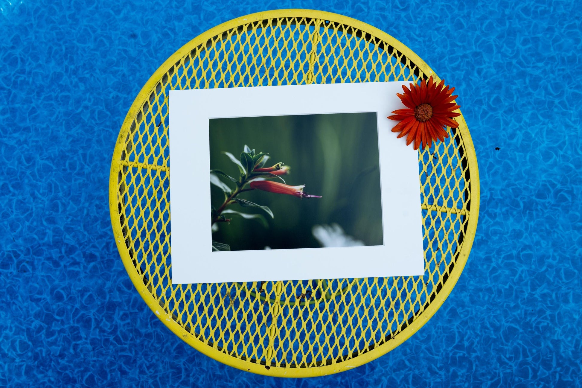 A fine art print of red tubular flowers with green foliage, placed on a yellow metal table near a pool, with blue water reflections in the background and a single orange flower resting on the print.
