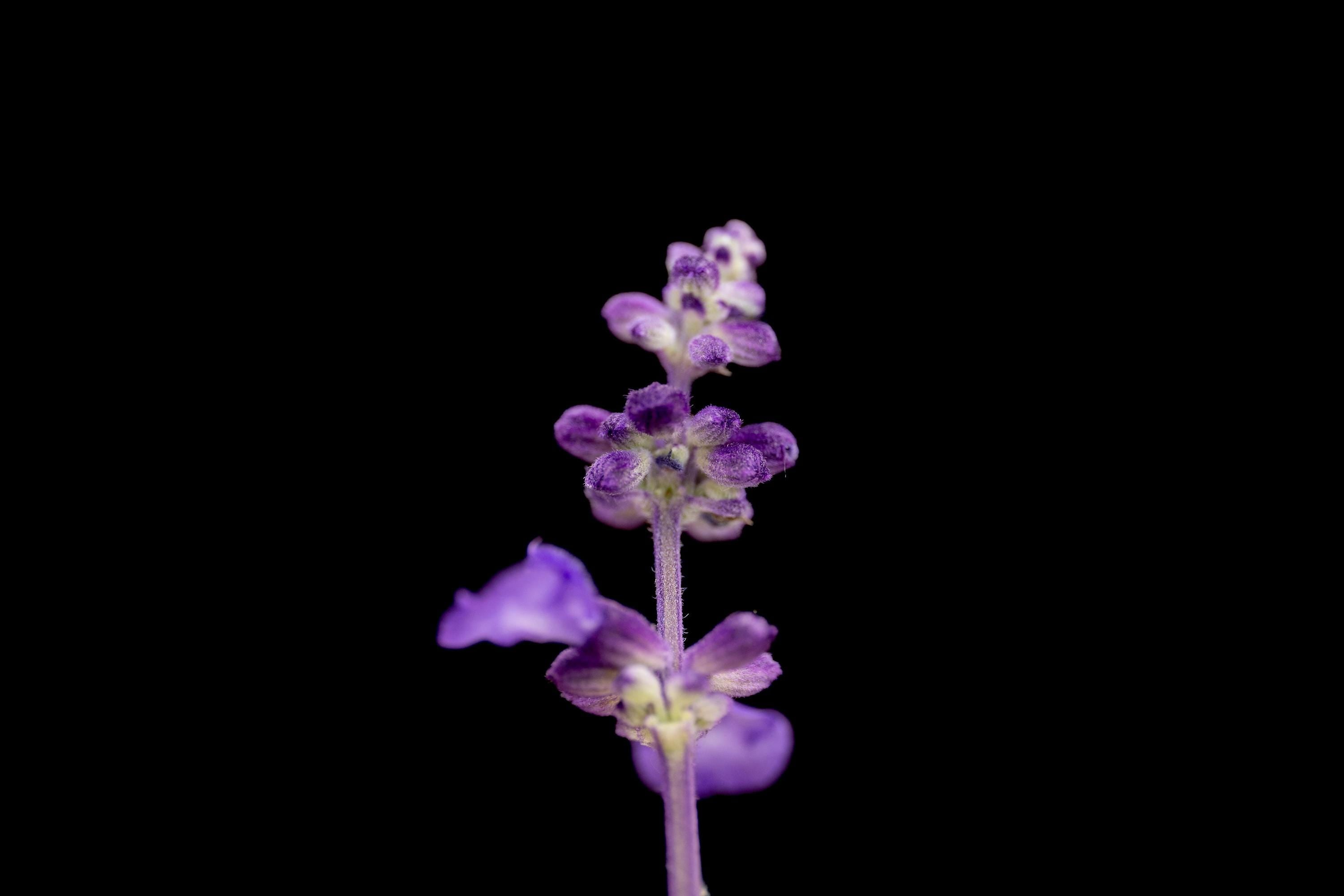 stunning macro photograph of a purple sage flower against a black background, highlighting the intricate details and rich color of the petals.