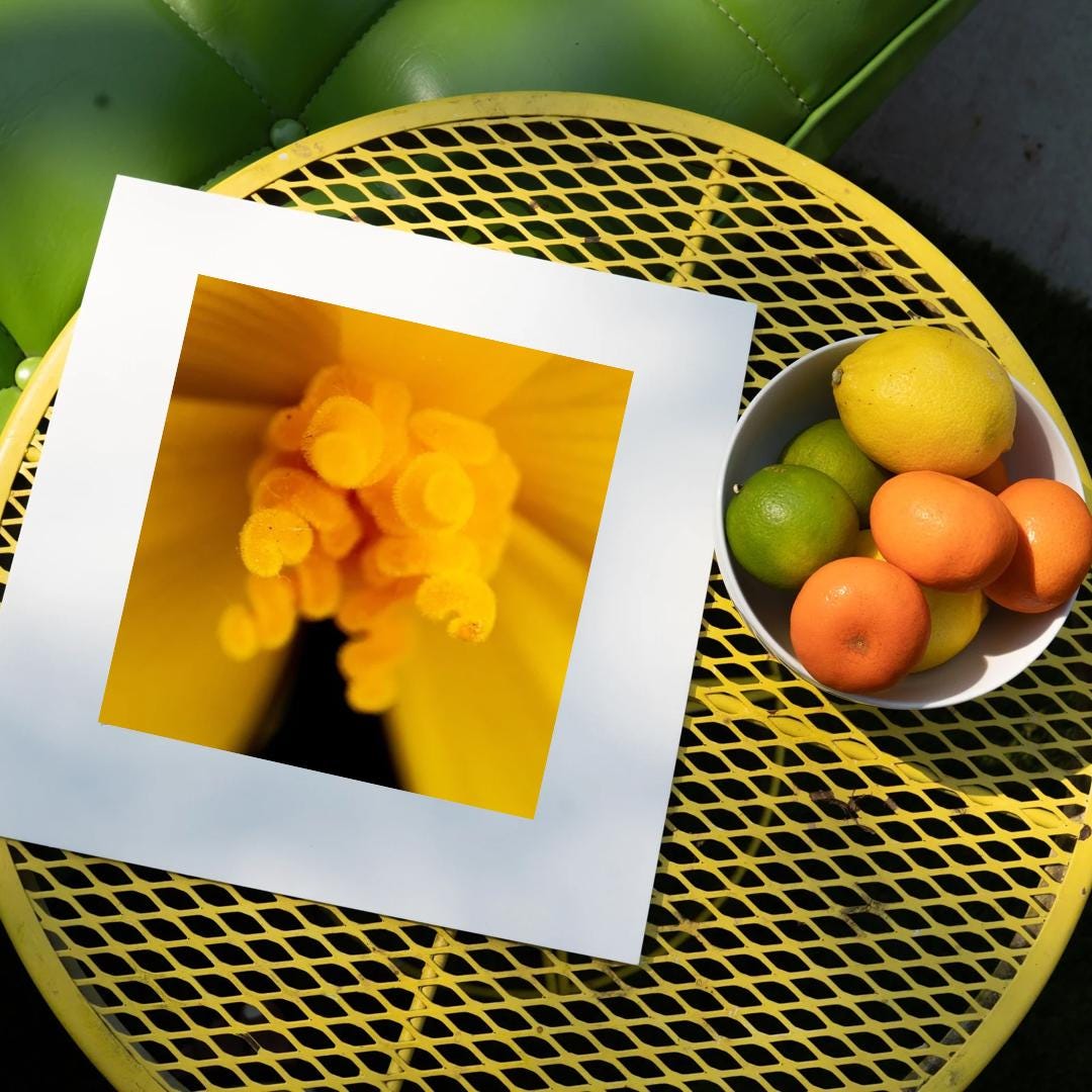 Yellow Burst - Yellow Flower Fine Art Print