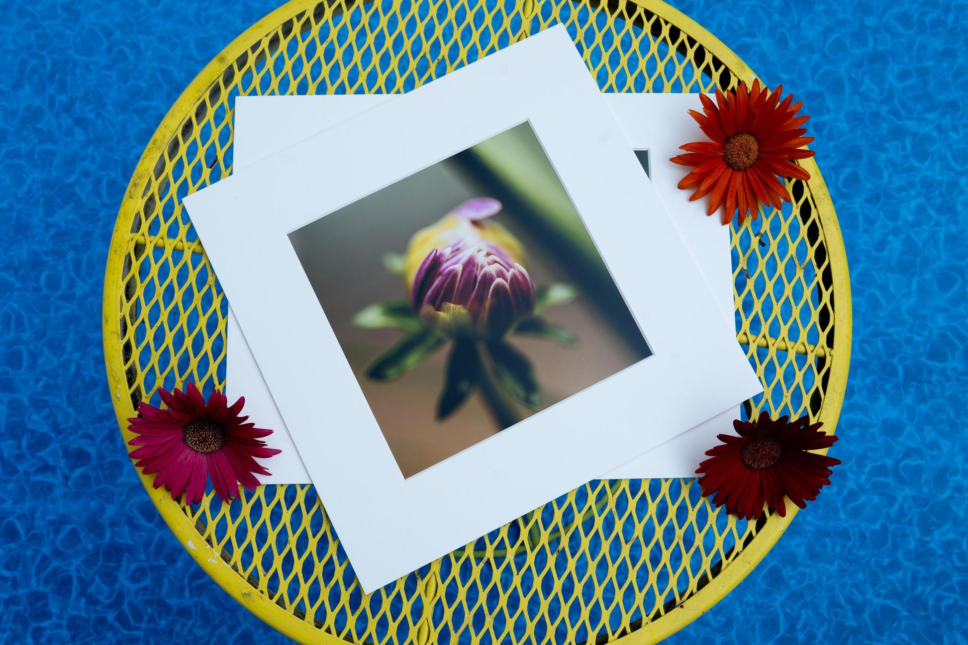 fine art print featuring a macro photograph of a budding flower with delicate purple and yellow hues, placed on a yellow wire table by a poolside. The scene is enhanced by scattered red flowers, adding a touch of contrast and warmth to the setting