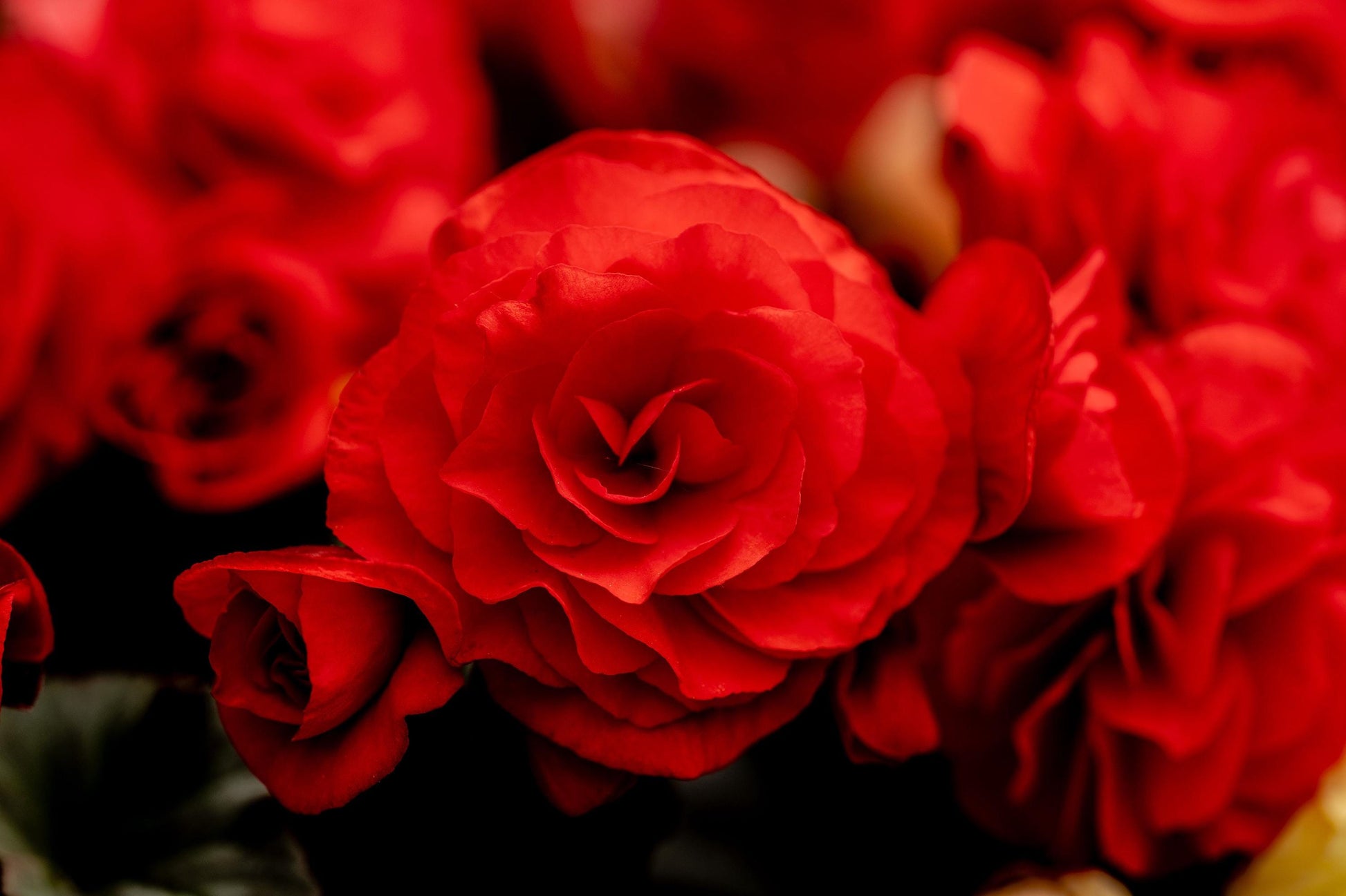 Red Begonia Flower Print: Romantic Floral Photography