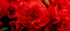 Red Begonia Flower Print: Romantic Floral Photography
