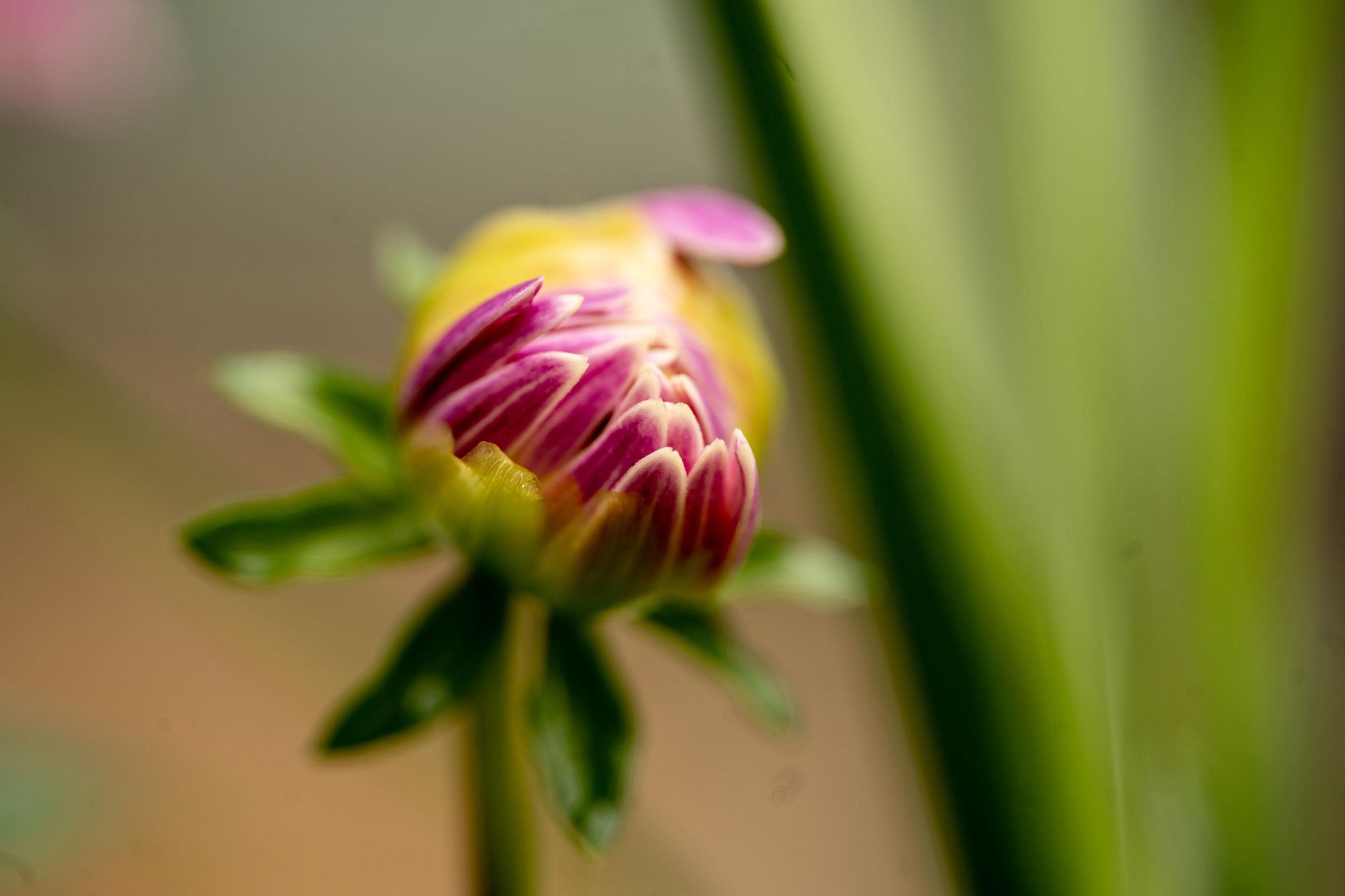 A close-up macro photograph of a budding flower with delicate pink and yellow petals beginning to unfurl, set against a soft green background. The intricate details of the petals and the blurred natural surroundings create a dreamy and organic feel