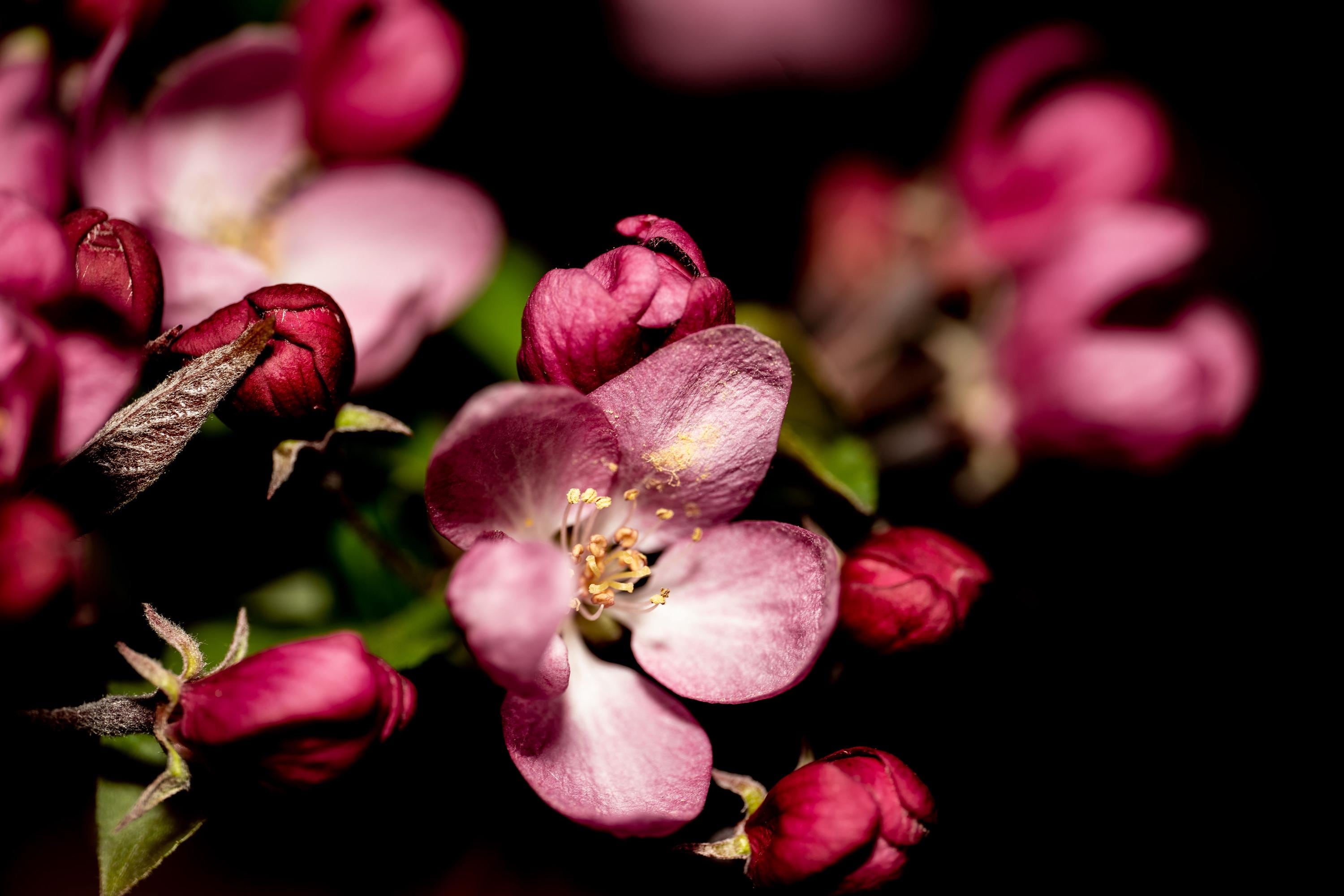 A detailed macro photograph of pink blossoms with a dark background, highlighting the delicate petals and intricate floral details.