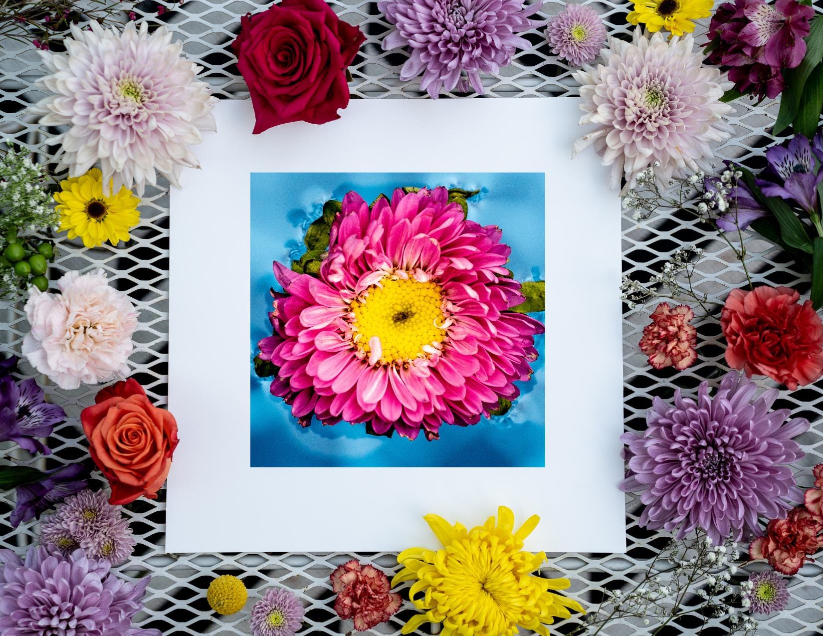 Petal Pop - Macro Flower Fine Art Print