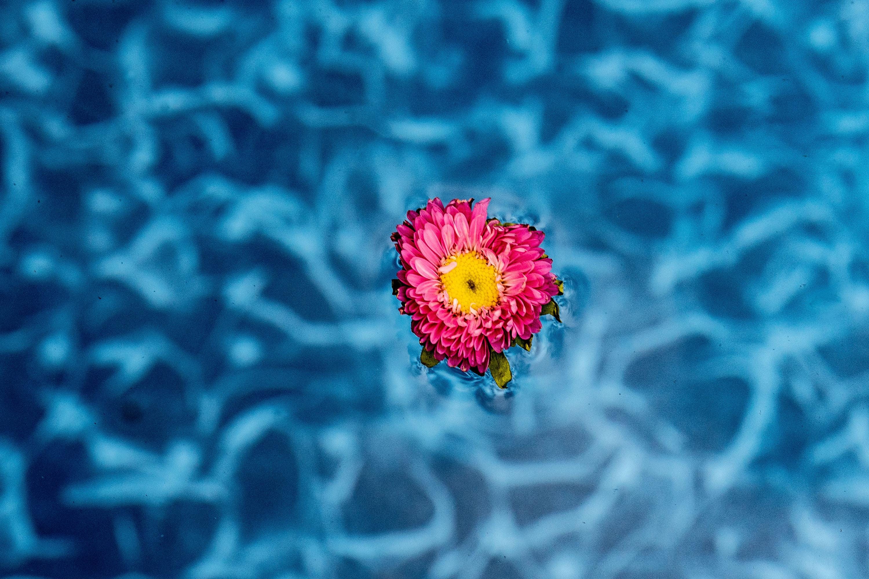 A vibrant pink and yellow chrysanthemum floating in a pool with rippling blue water, creating a dreamy and serene aesthetic.