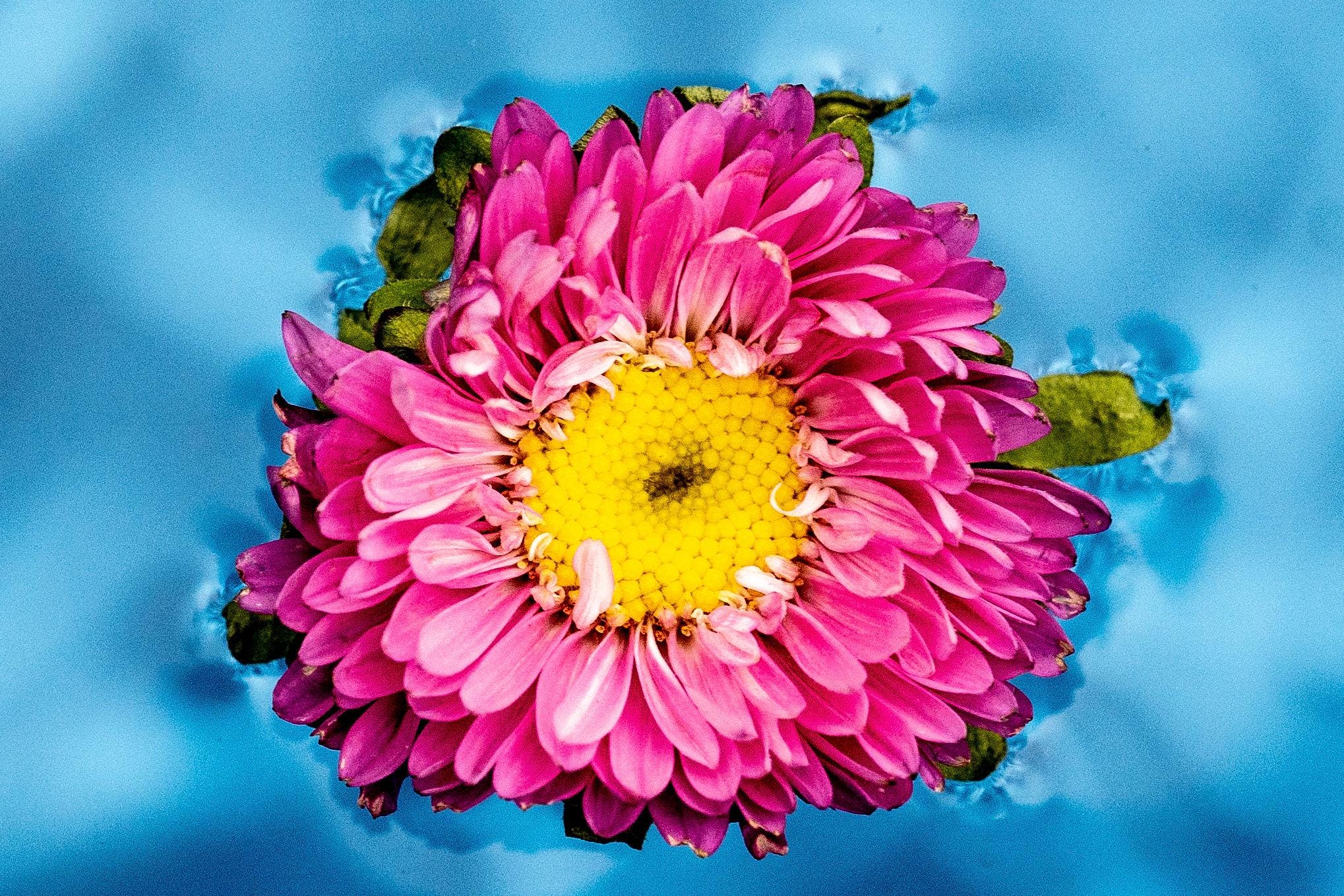 Petal Pop - Macro Flower Fine Art Print