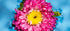 Petal Pop - Macro Flower Fine Art Print