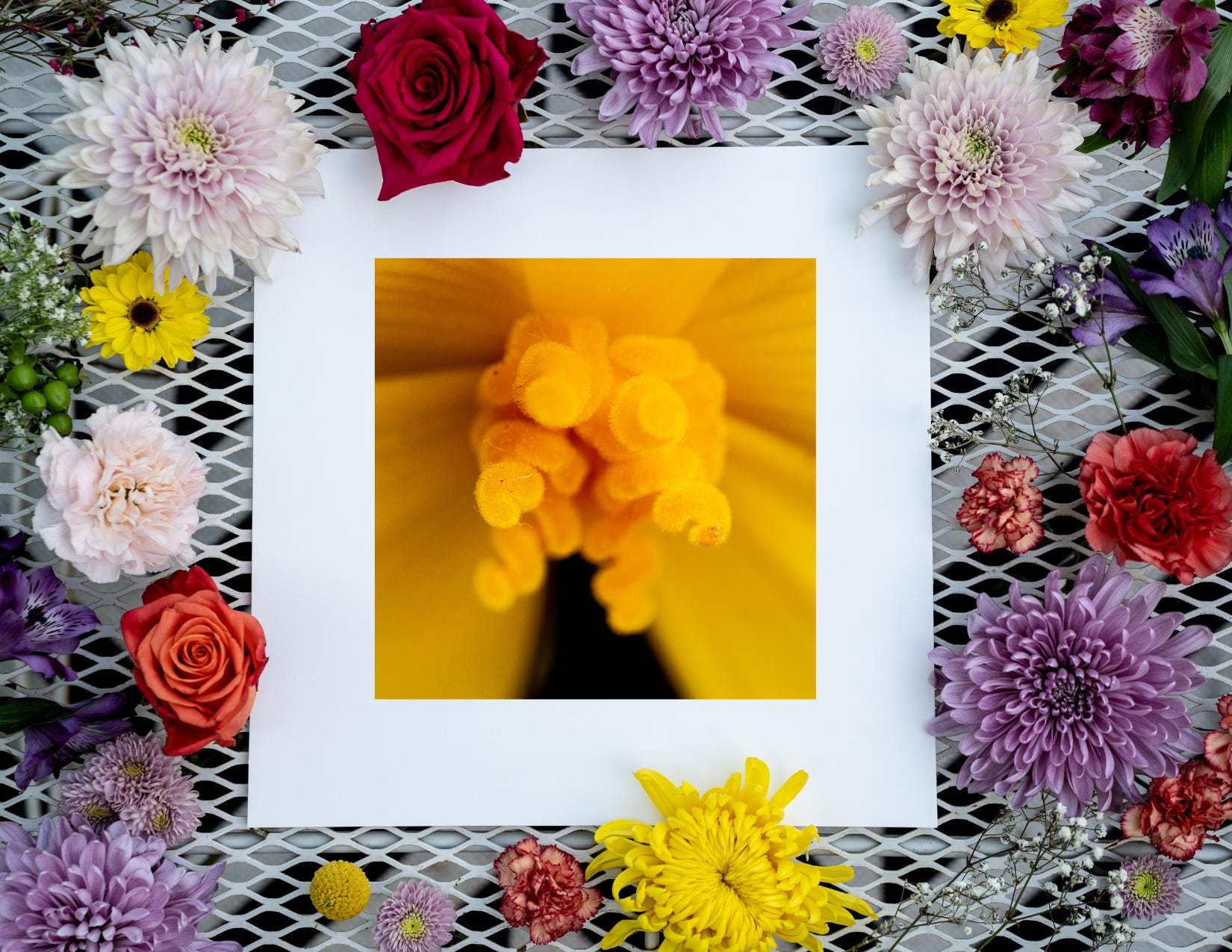 Yellow Burst - Yellow Flower Fine Art Print