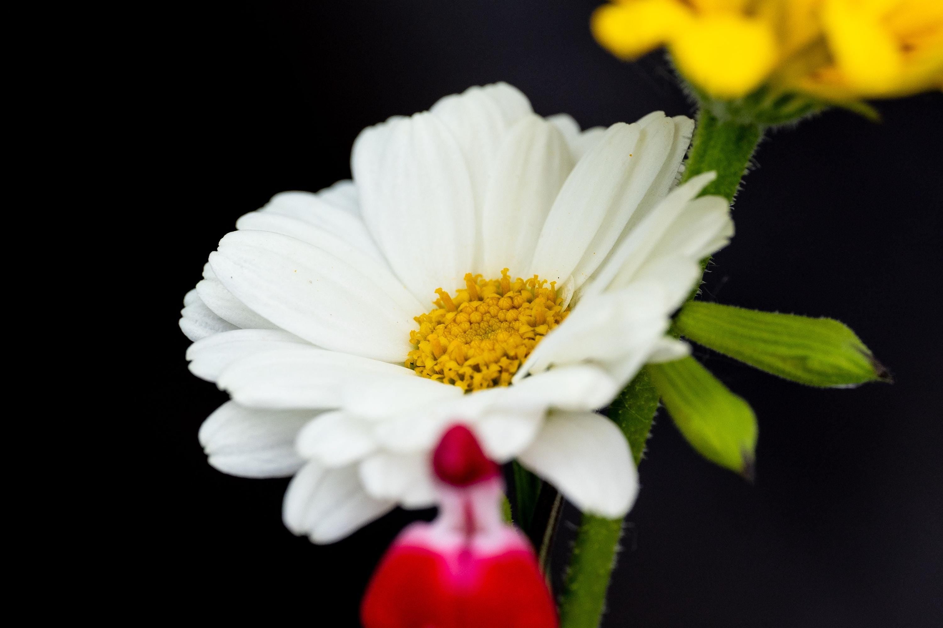 A close-up macro photograph of a white wildflower with a golden-yellow center, set against a dark background. A vibrant red and pink bloom appears in the foreground, adding contrast and depth. The image captures the intricate details of the petals and textures, creating an elegant and nature-inspired composition.