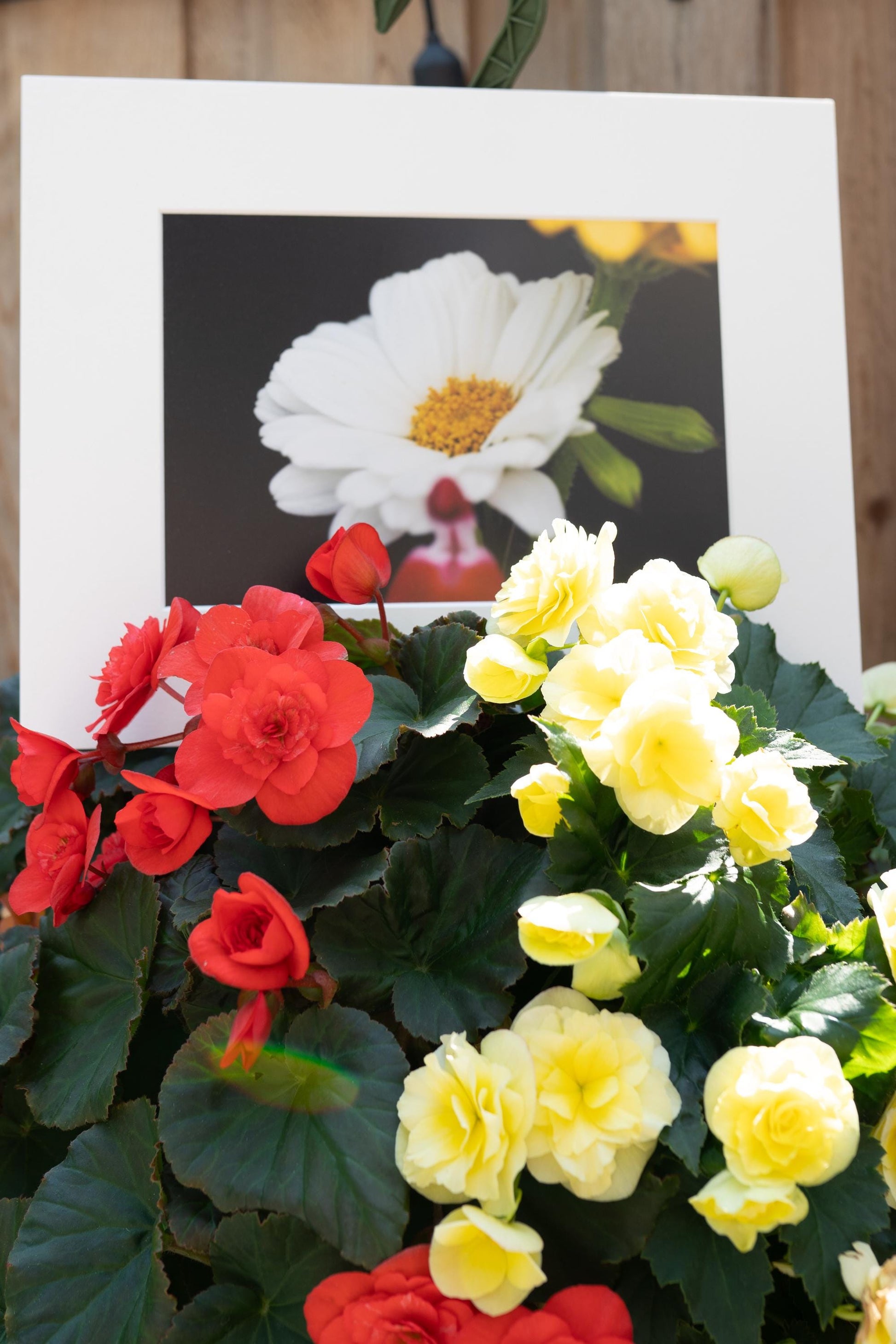 White Wildflower Macro Photography Print: Elegant Floral Fine Art