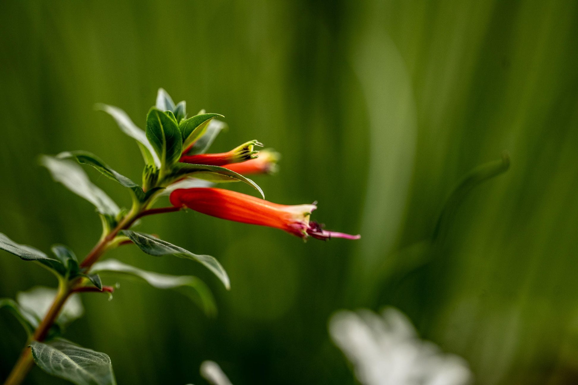A macro photograph capturing red tubular flowers blooming on a green stem, with a blurred natural background of deep green foliage.