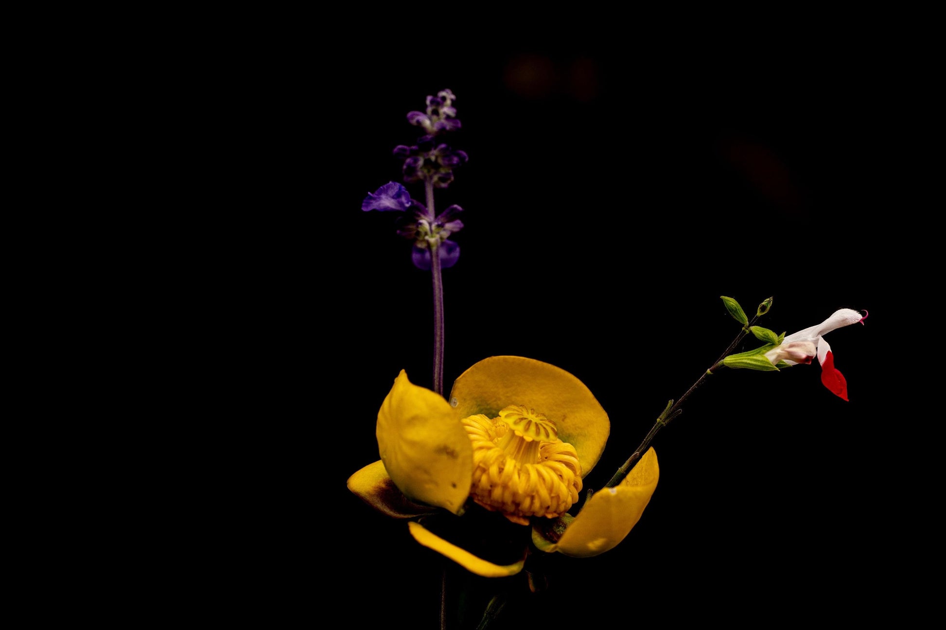 A striking macro photograph of three wildflowers set against a deep black background. The composition features a bold yellow flower with intricate, curled petals in the foreground, a delicate white and red blossom to the right, and a tall purple bloom reaching upwards. The rich contrast and fine details highlight the organic textures and natural beauty of each flower, creating a dramatic and elegant botanical portrait.
