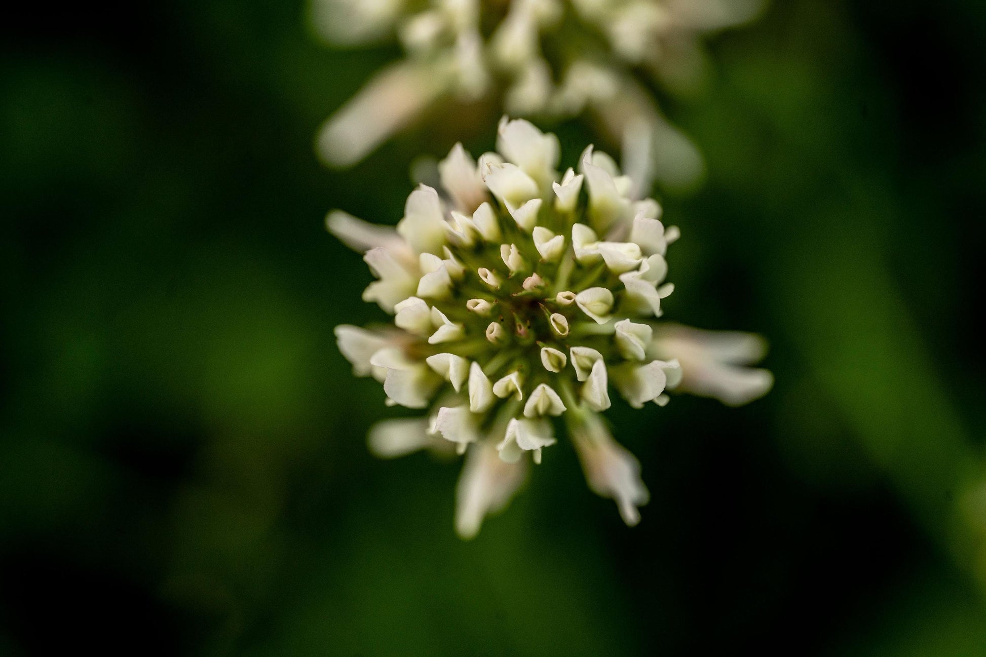 Clover Blossom Macro Photography Print: Serene Floral Wall Art