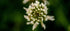 Clover Blossom Macro Photography Print: Serene Floral Wall Art