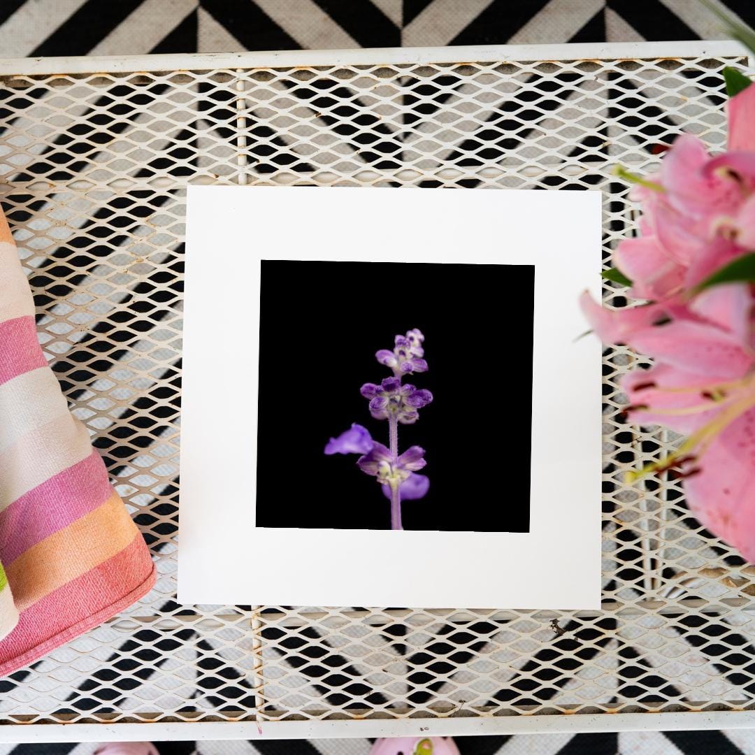 A close-up macro photograph of a delicate purple sage flower against a deep black background, framed in white and displayed on a metal mesh surface.