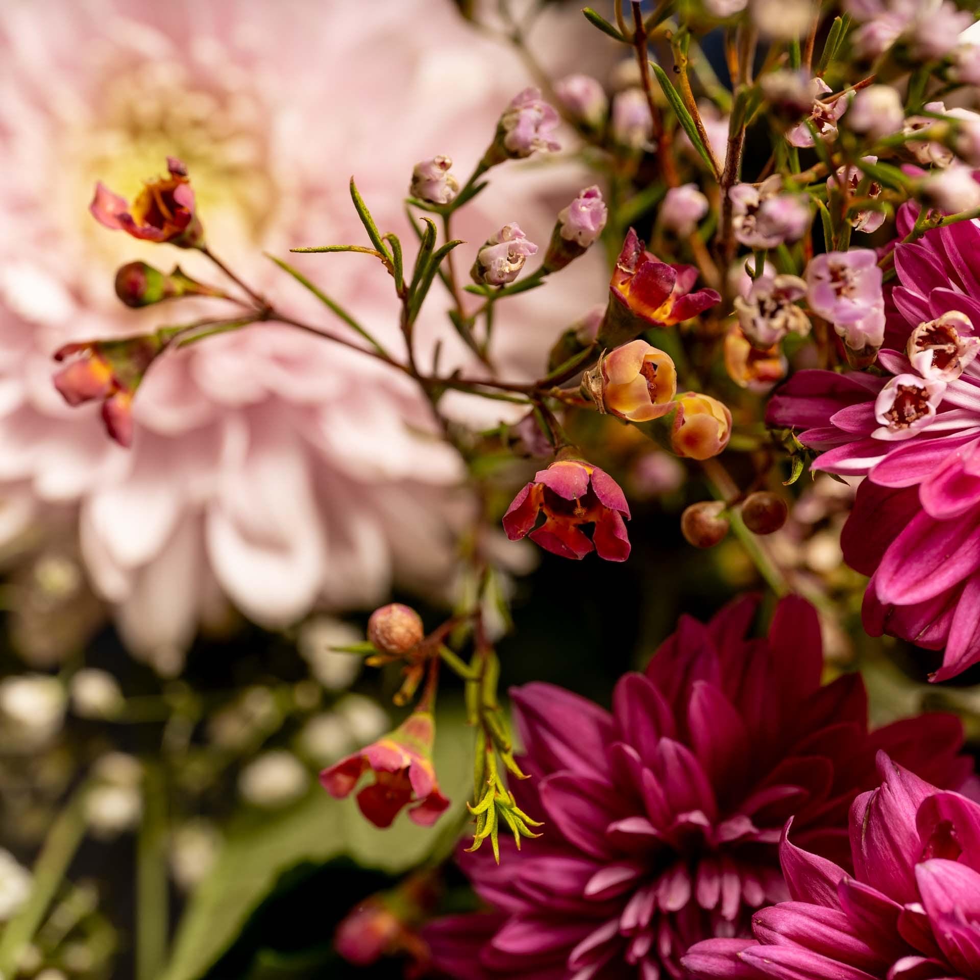 Pink Chrysanthemum Photo Art Print: Delicate Floral Home Decor