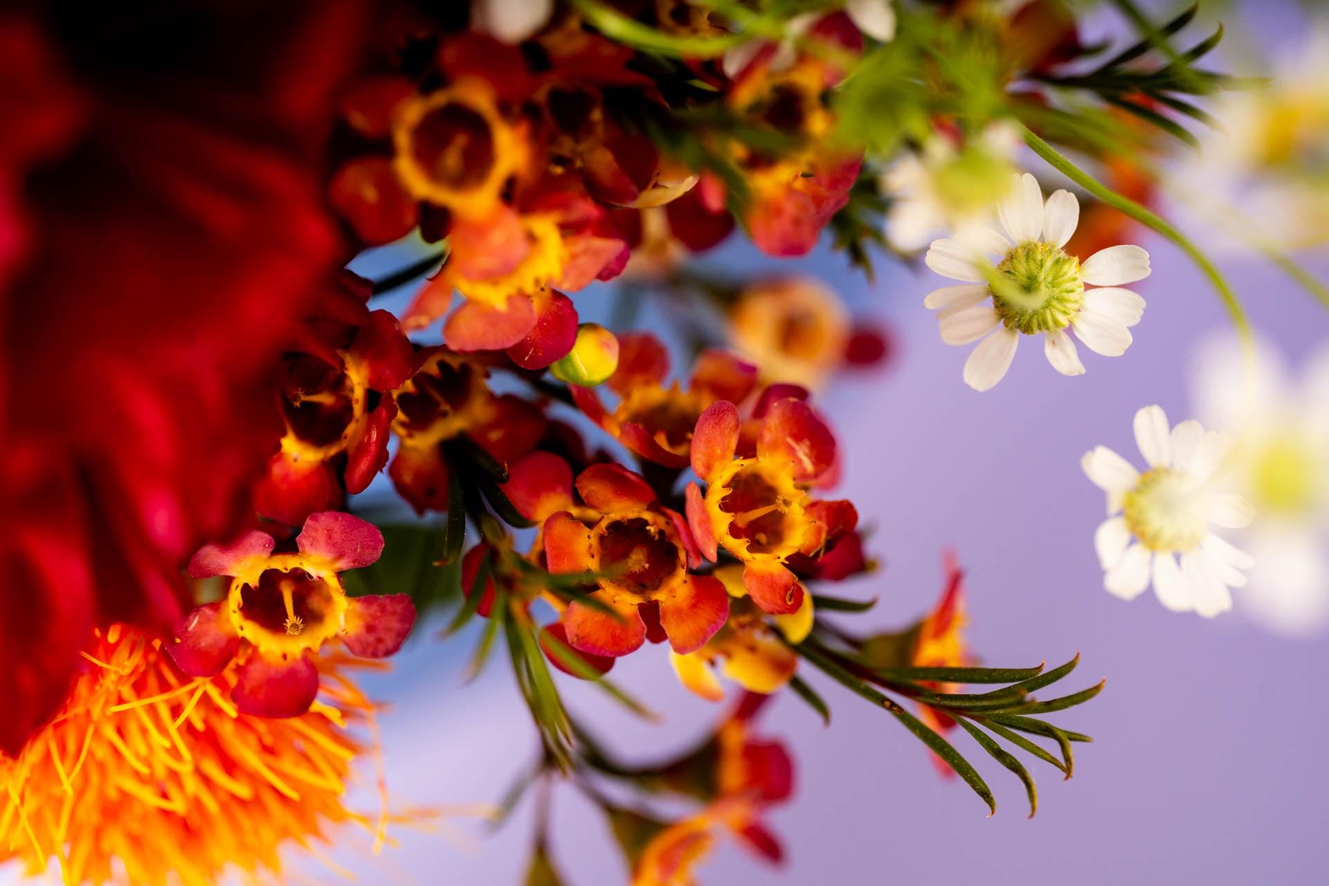 Abounding Blooms - Macro Photography Vibrant Happy Flower Art Print