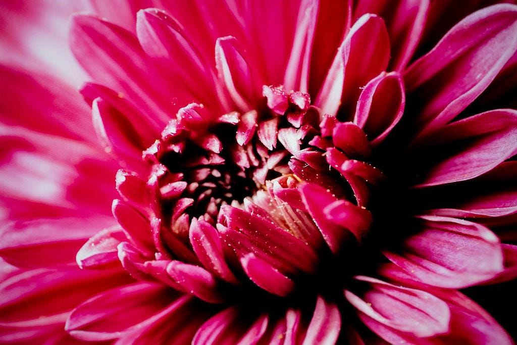 Happy Place - Pink Chrysanthemum Macro Photography Textured Vibrant Flower Art Print
