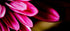 Happy Place - Pink Chrysanthemum Macro Photography Textured Vibrant Flower Art Print