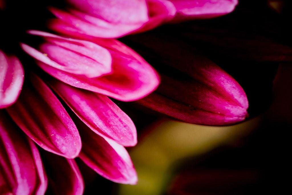 Happy Place - Pink Chrysanthemum Macro Photography Textured Vibrant Flower Art Print